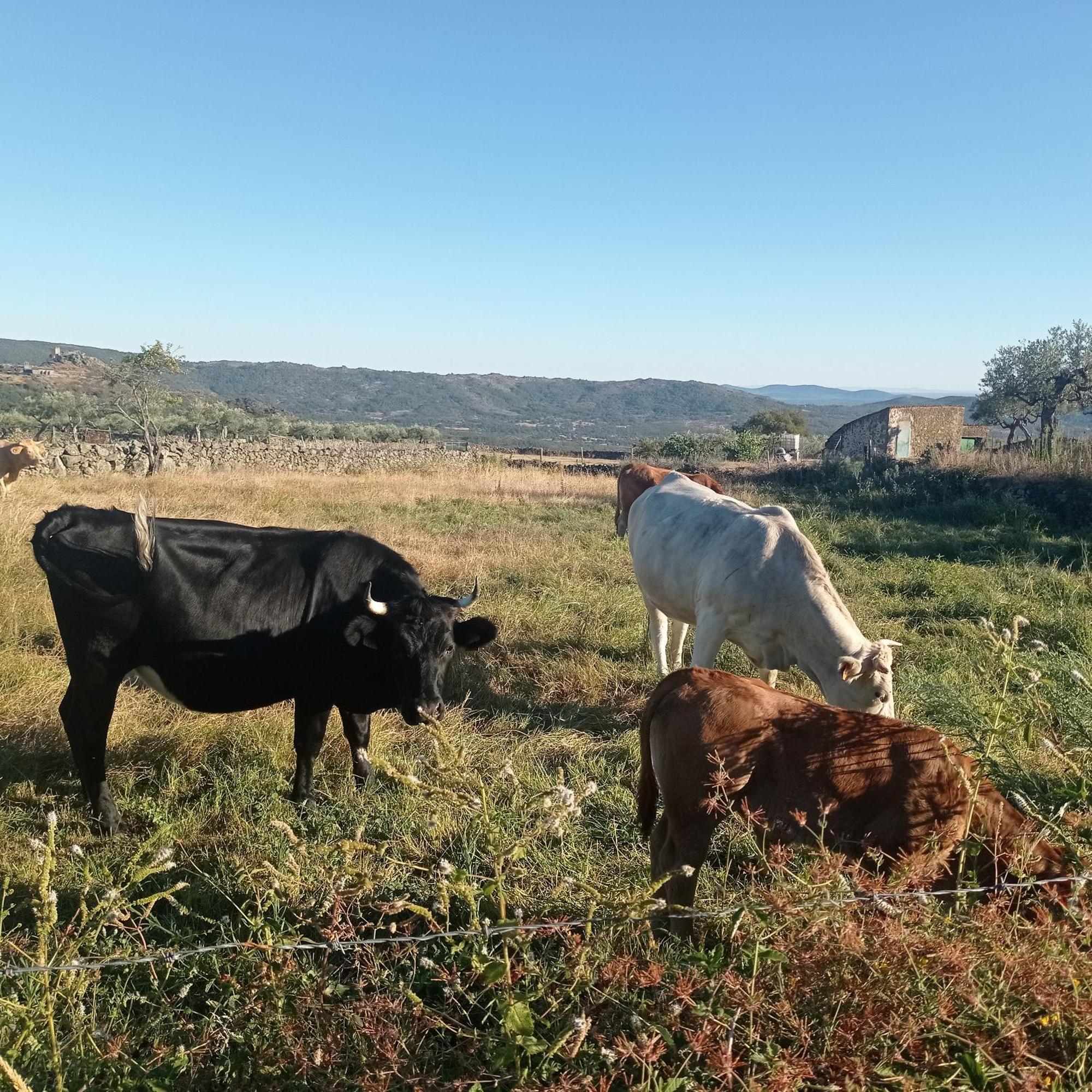בחאר Casa Rural Vinas Perdidas מראה חיצוני תמונה